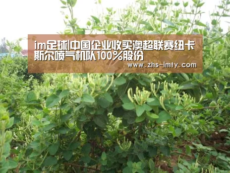 im足球